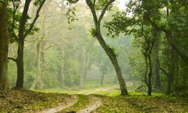 GRACEFUL WOODLAND